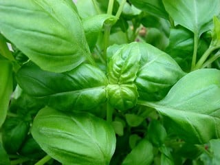 Le basilic éloigne les mouches dans la cuisine